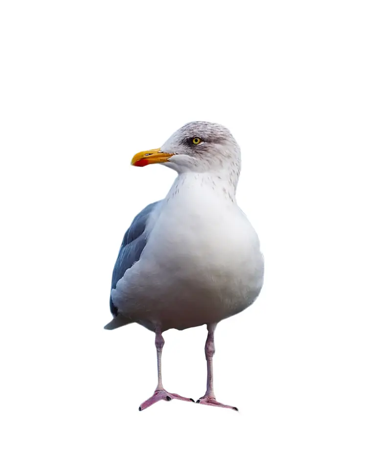 Coastal Seagull