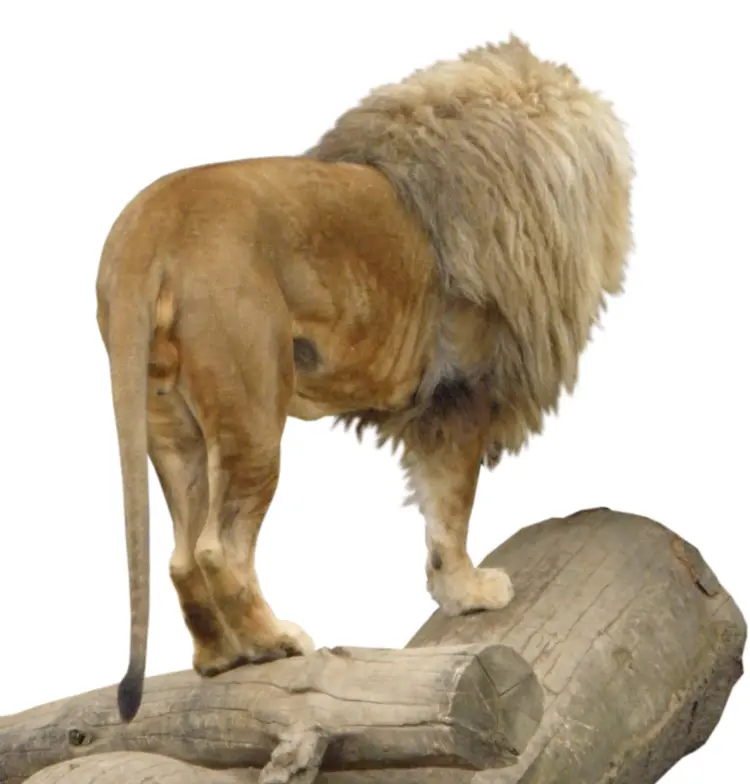Lion Standing on Log