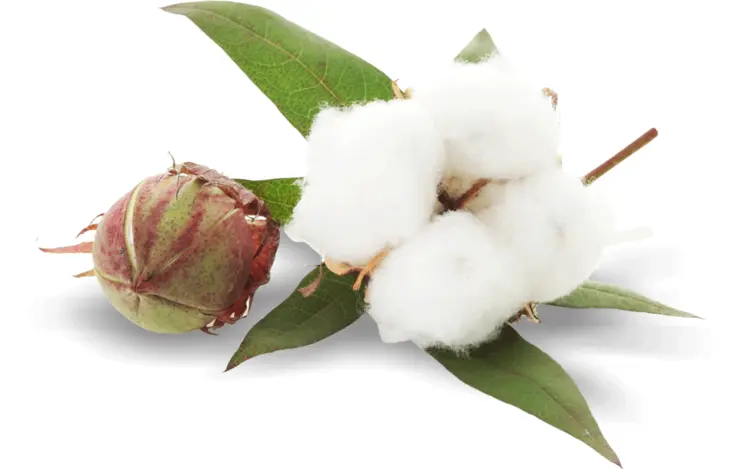 Cotton Plant with Leaves
