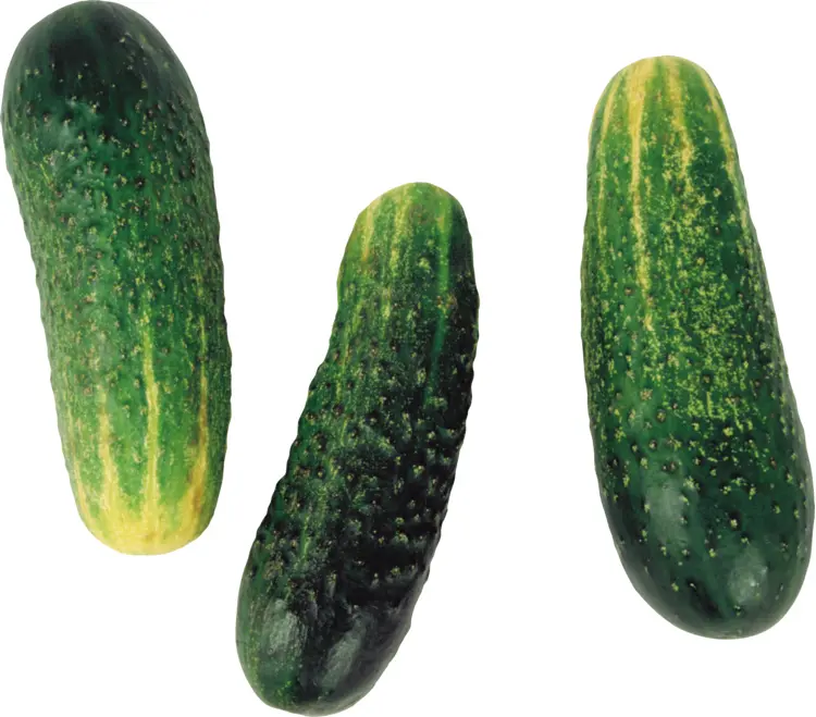 Fresh Green Cucumbers