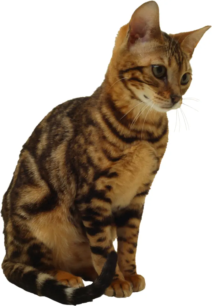 Spotted Cat Sitting
