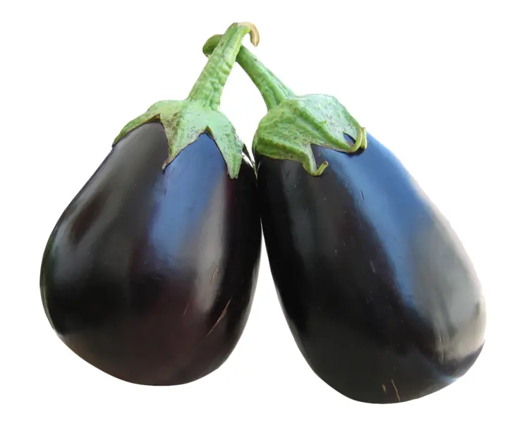 Fresh Purple Eggplants