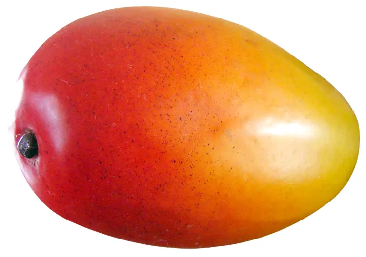 Colorful Tropical Mango