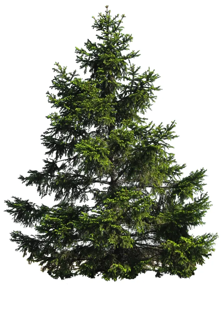 Tall Tree with Evergreen Foliage