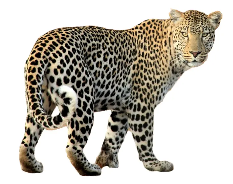 Leopard in the Wild