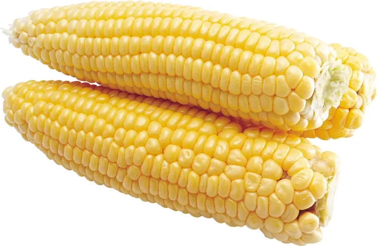Pair of Fresh Yellow Corn