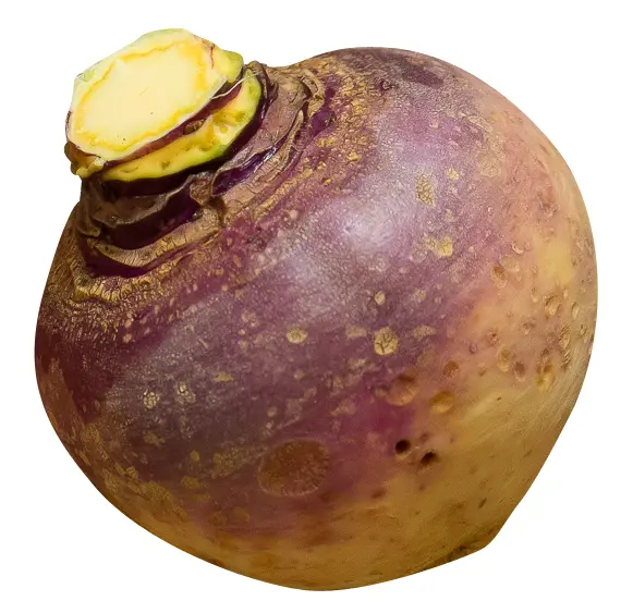Single Yellow Rutabaga Root Vegetable