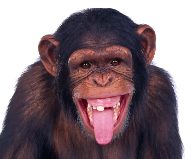 Chimpanzee with Tongue Out