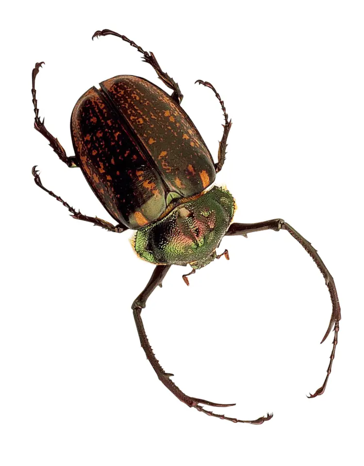 Brown and Green Beetle on Transparent Background