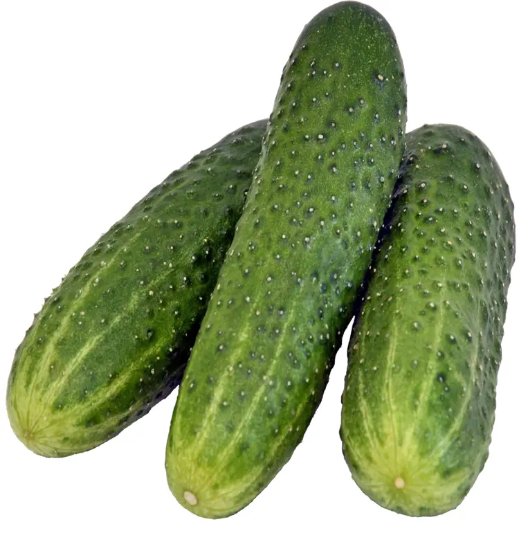 Fresh Cucumbers