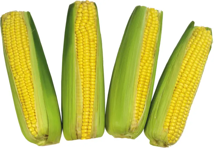 Four Fresh Yellow Corns