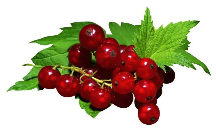 Fresh Red Currants with Leaf