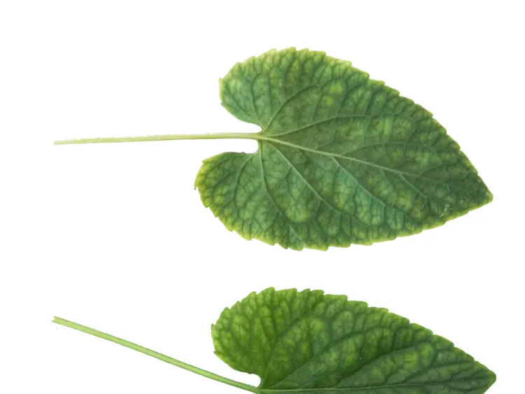 Green Maple Leaf