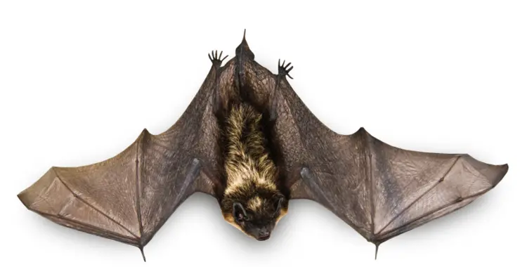 Flying Bat with Outstretched Wings