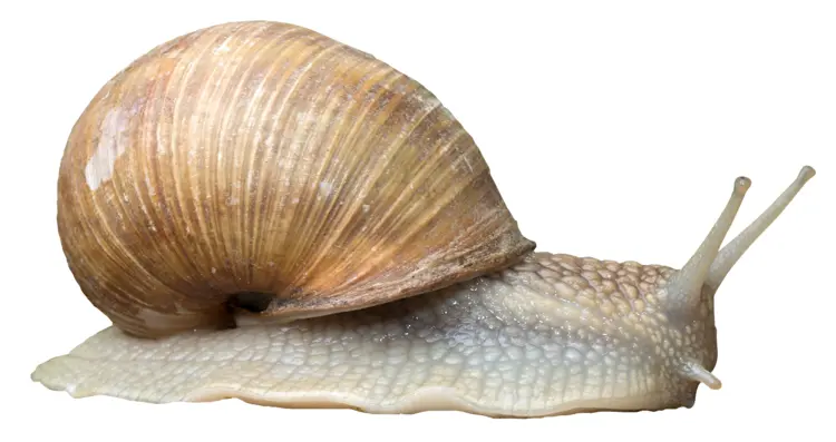 Snail with Brown Shell
