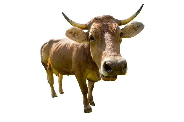 Brown Cow on Farm
