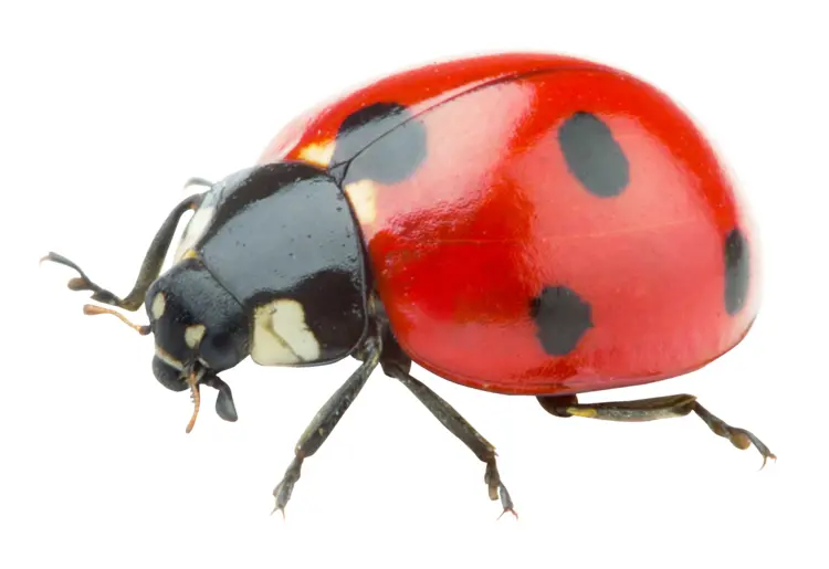 Red Ladybug on Transparent Background