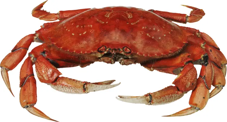 Red Crab in Marine Life