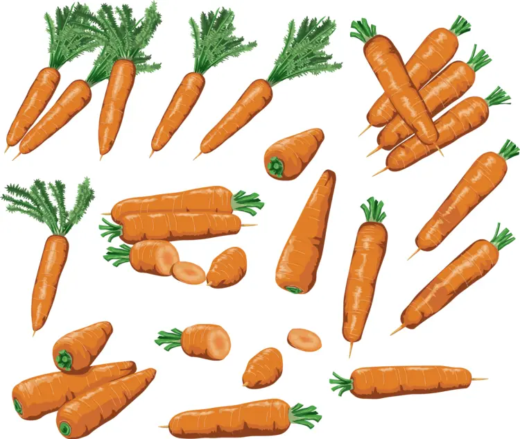Various Fresh Carrots