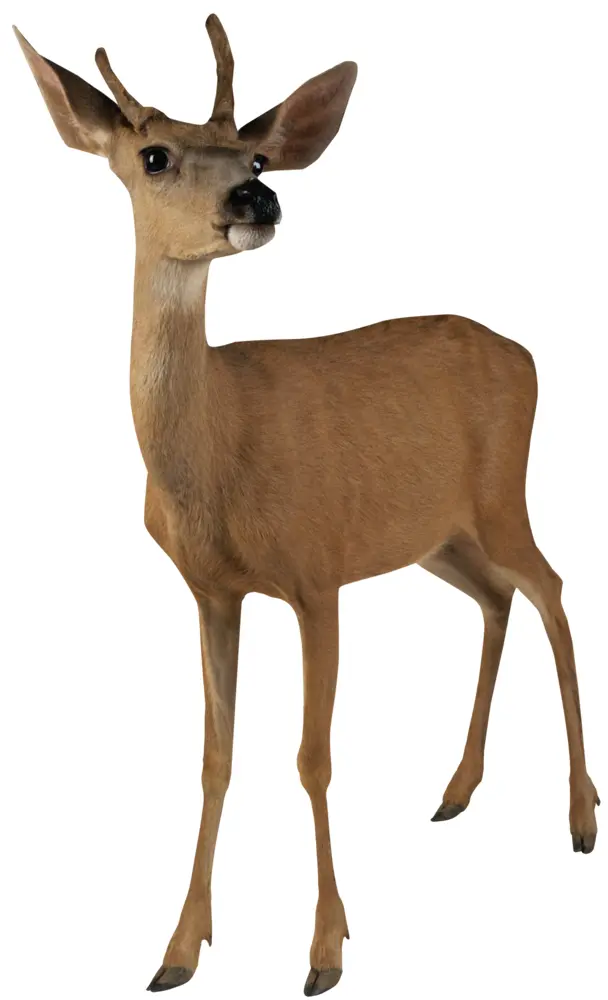 Standing Deer with Small Antlers