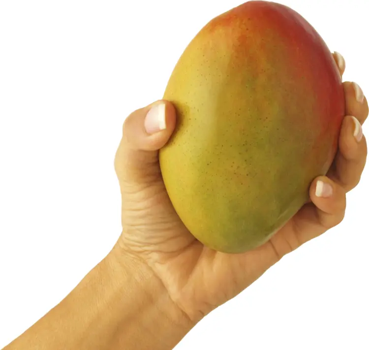 Hand Holding a Mango
