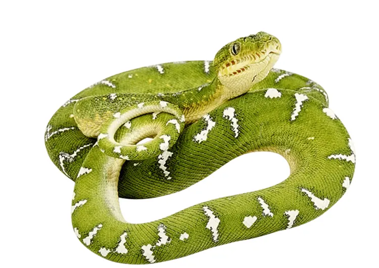 Green Tree Python in Rainforest