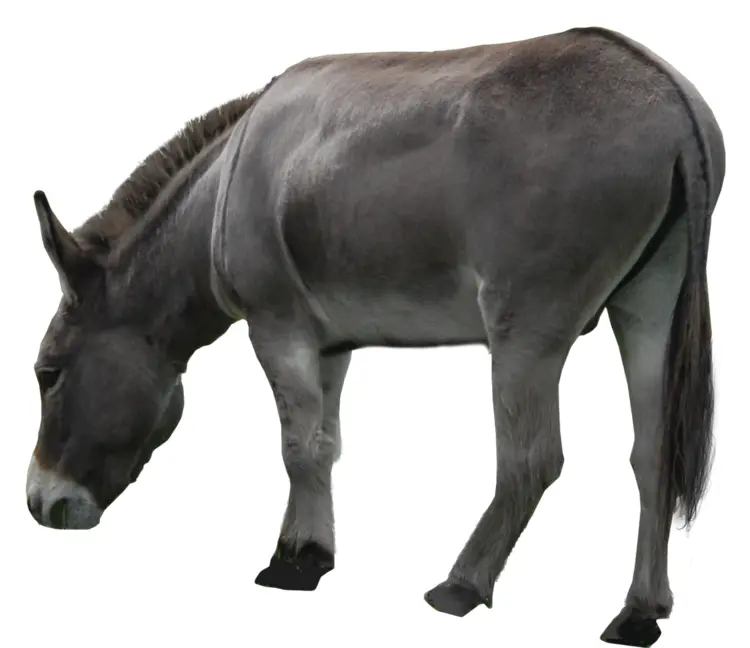 Grazing Donkey in Rural Setting