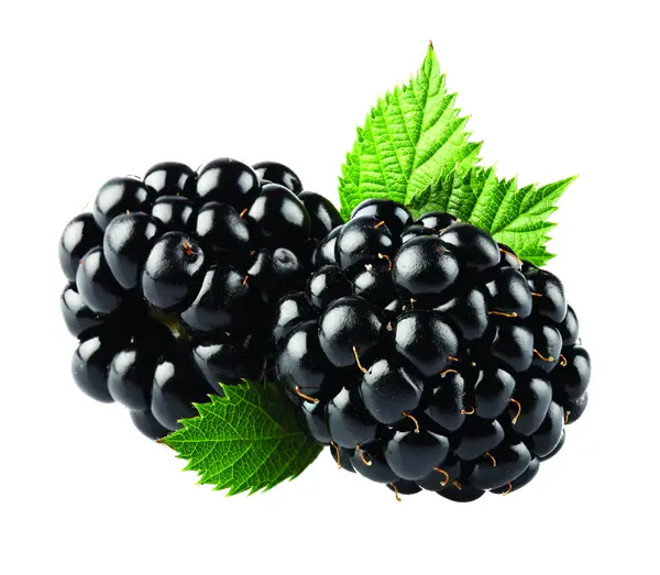 Pair of Blackberries with Leaves