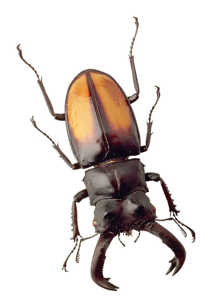 Stag Beetle on Transparent Background