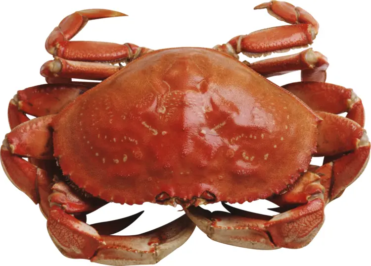 Red Crab in Marine Life