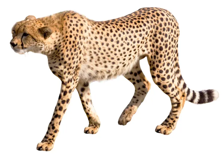Cheetah with Spots