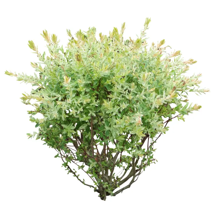 Green Bush with Fresh Leaves