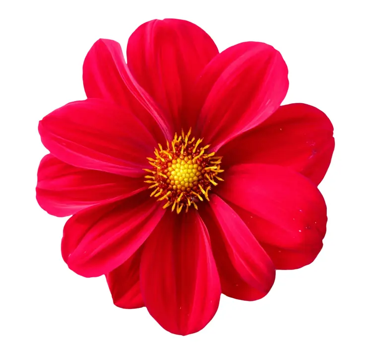 Vibrant Red Flower in Bloom