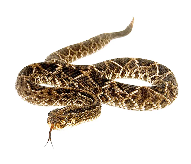 Venomous Snake with Forked Tongue