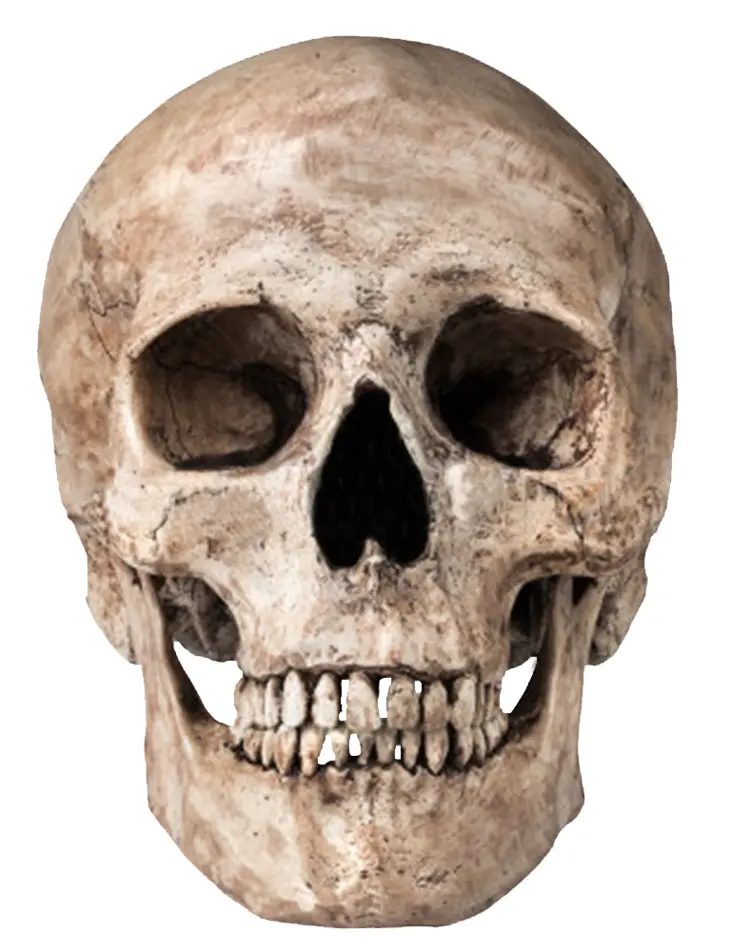 Human Skull Front View