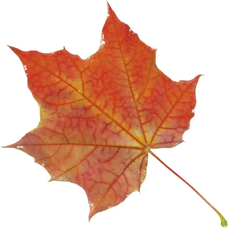 Red Maple Leaf on Transparent Background