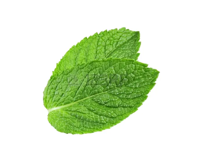 Fresh Green Mint Leaves