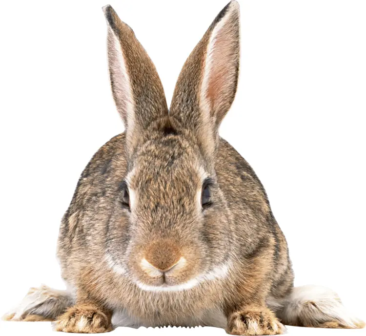 Brown Rabbit with Long Ears