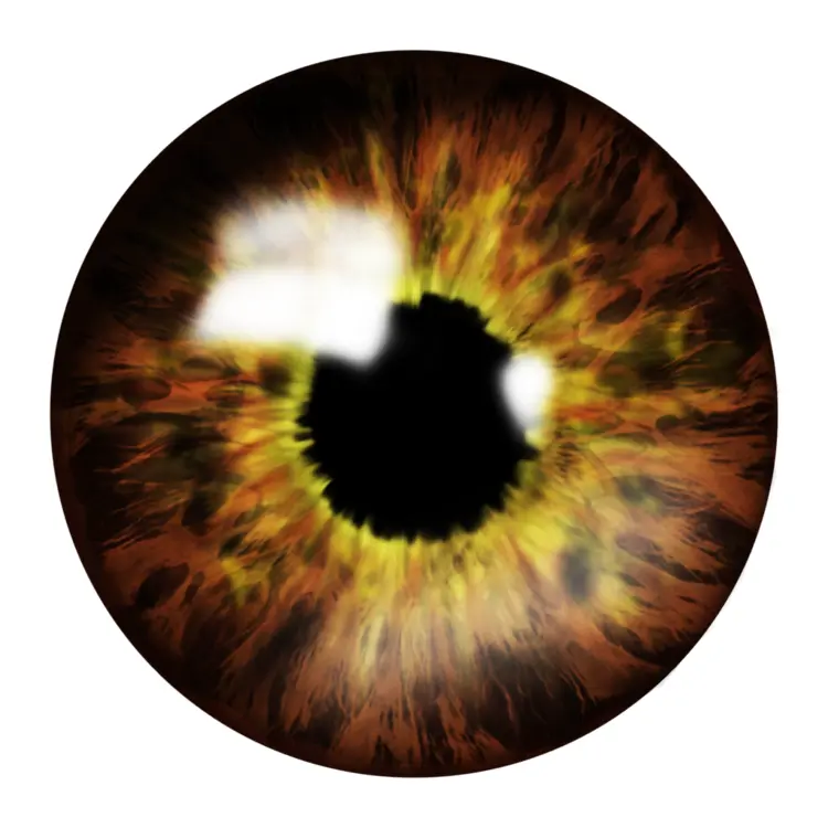 Brown Eye Illustration