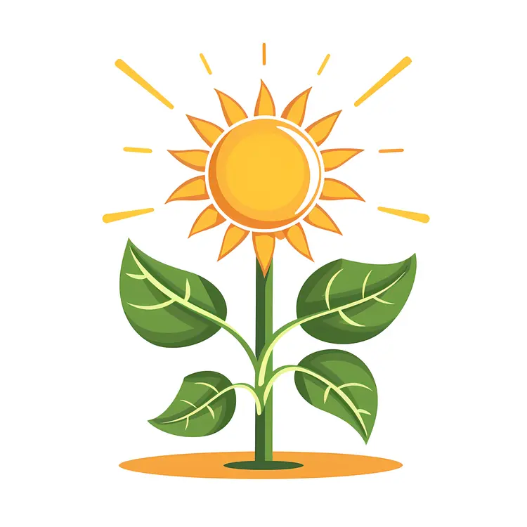 Sunflower with Sun Rays