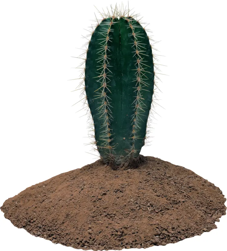 Tall Green Cactus