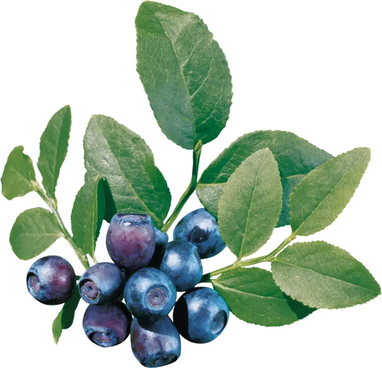Fresh Blueberries on Branch