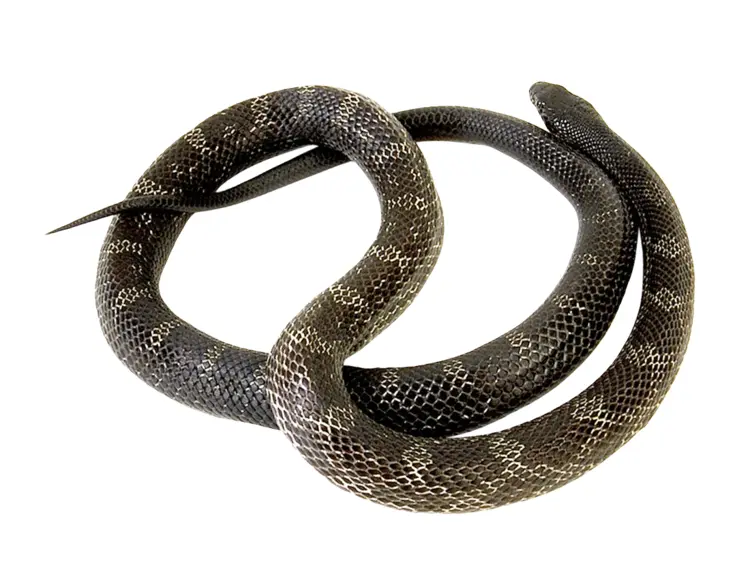 Black Snake Coiled