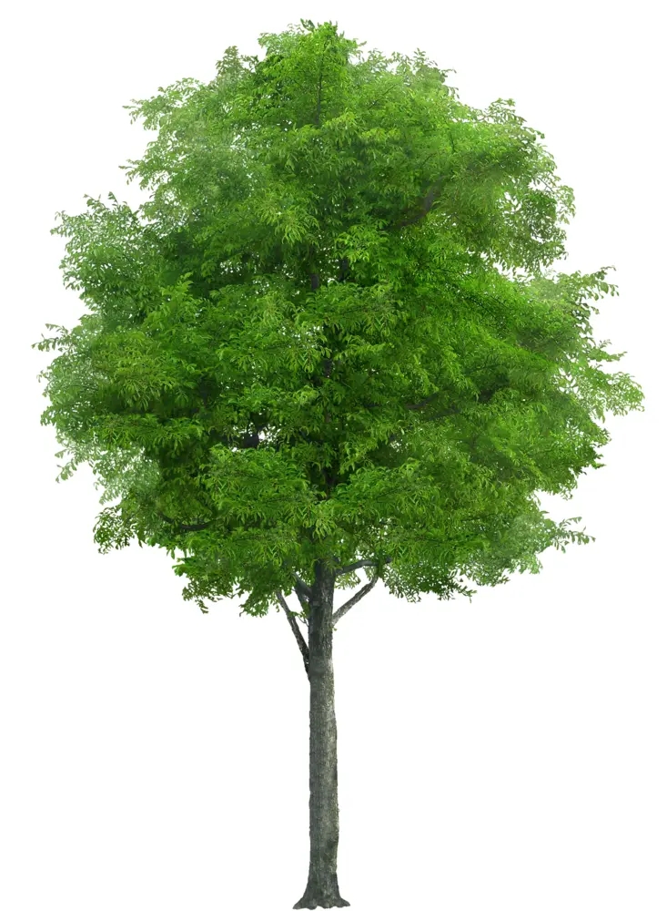 Tall Green Tree