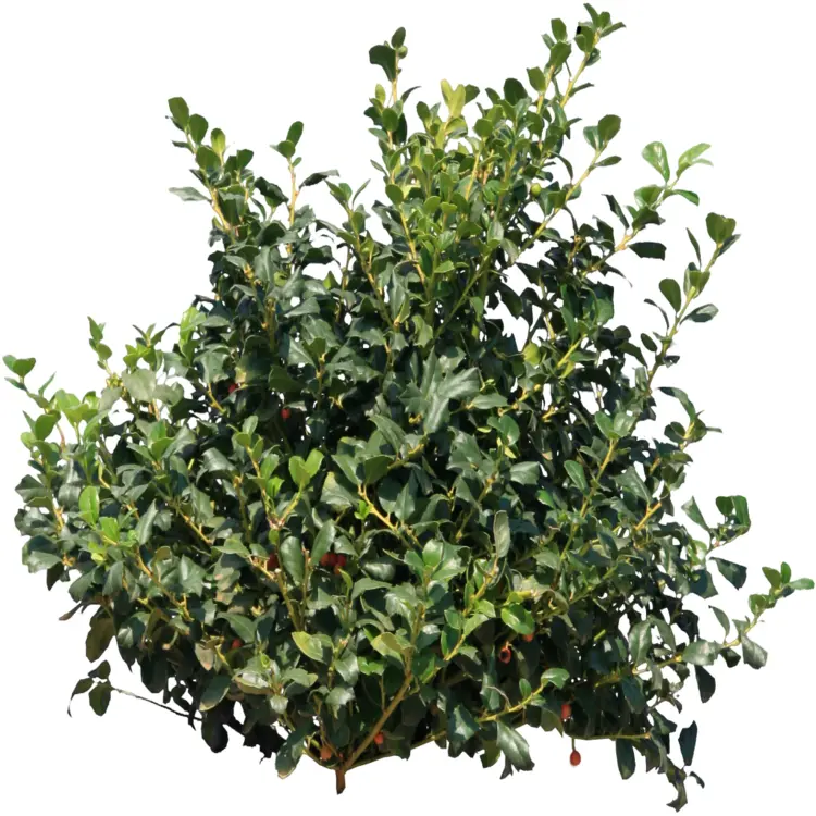 Green Bush with Berries