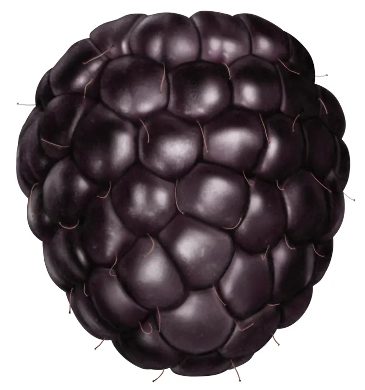 Juicy Blackberry Fruit