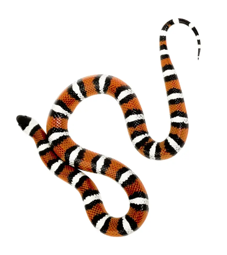 Colorful Striped Snake