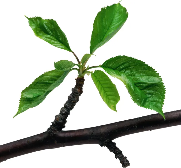Green Leaves on Branch