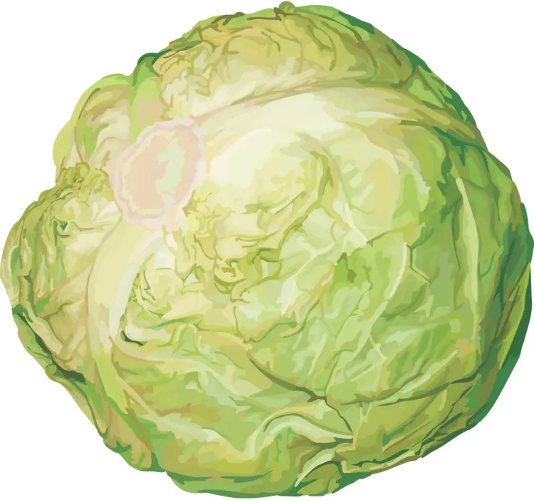 Fresh Green Cabbage