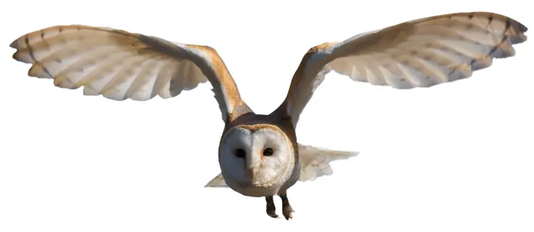 Flying Barn Owl with Outstretched Wings